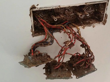 和顺白蚁防治：白蚁能吃钢筋水泥吗？