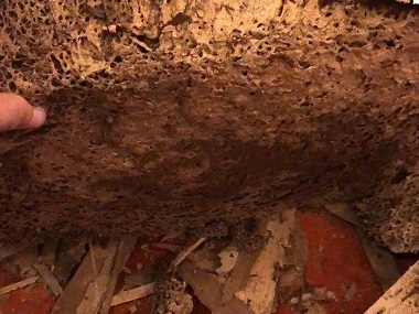 南海白蚁消杀机构如何排查自家有没有白蚁巢