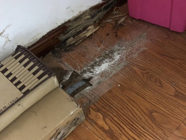 南海灭除白蚁机构如何判断卫生间是否有白蚁