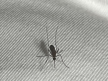 狮山蚊子消杀公司夏日居家防蚊的小妙招