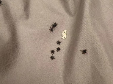 和顺除四害中心家里有臭虫到底该怎么办